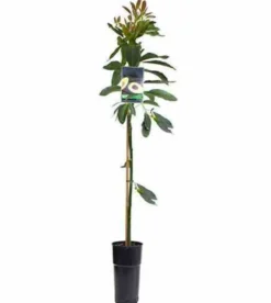 Persea americana var. Zutano 7 l 60-80 cm