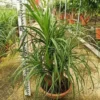 Pied d’éléphant beaucarnea 4 l 50-60 cm