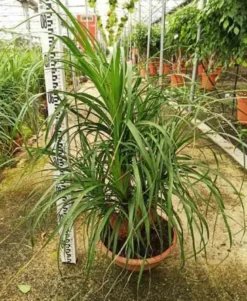 Pied d’éléphant beaucarnea 4 l 50-60 cm