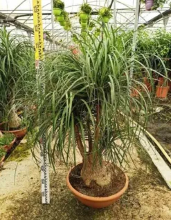 Pied d’éléphant beaucarnea 4 l 50-60 cm