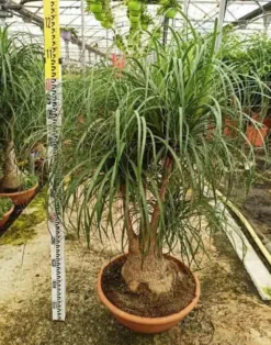 Pied d’éléphant beaucarnea 4 l 50-60 cm