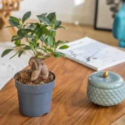 Plante d'intérieur ficus microcarpia