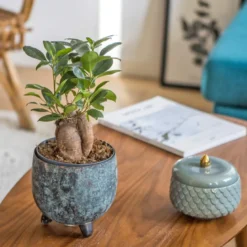 Plante d'intérieur ficus microcarpia