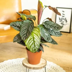 Plante d'intérieur : le calathéa ornata