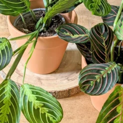 Plante d'intérieur : lot de 2 maranta