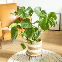 Plante d'intérieur: monstera + cache-pot
