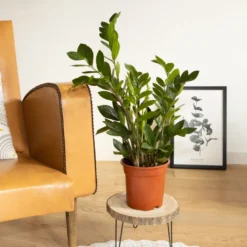 Plante d'intérieur zamioculcas