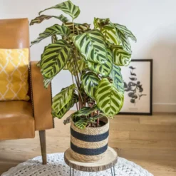Plante dépolluante : calathéa makoyana