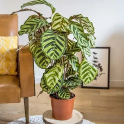 Plante dépolluante : calathéa makoyana
