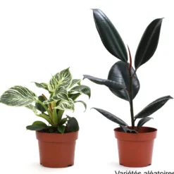 Plante ficus ou philodendron