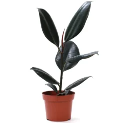 Plante ficus ou philodendron