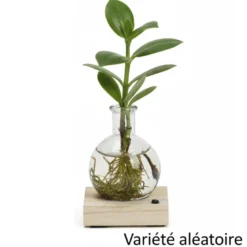 Plante hydroponique décorative sur socle en bois lumineux couleurs changeantes