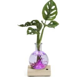 Plante hydroponique décorative sur socle en bois lumineux couleurs changeantes