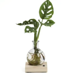 Plante hydroponique décorative sur socle en bois lumineux couleurs changeantes