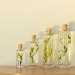Plante immergée algue aquatique h12