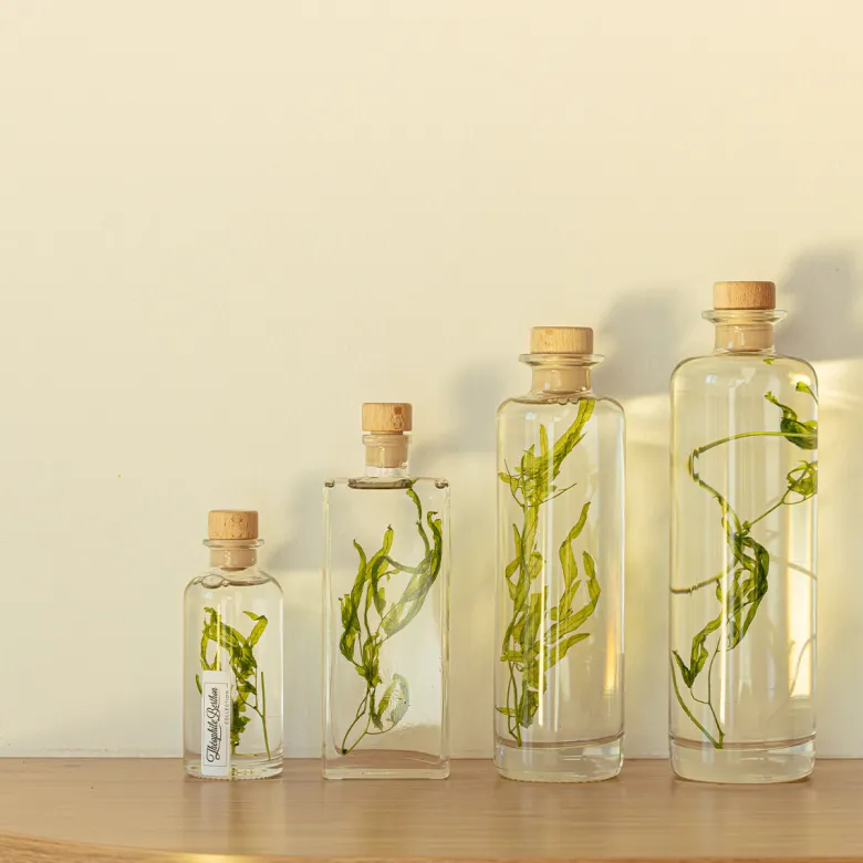 Plante immergée algue aquatique h12