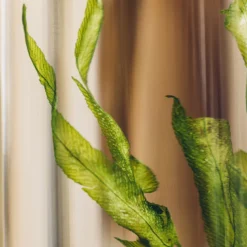 Plante immergée algue aquatique h12