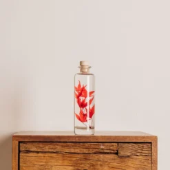 Plante immergée erable rouge h21