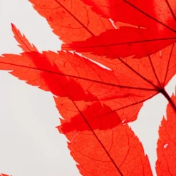 Plante immergée erable rouge h21