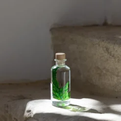 Plante immergée fougère colombienne h12