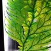 Plante immergée fougère colombienne h17