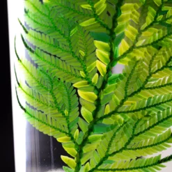 Plante immergée fougère colombienne h17
