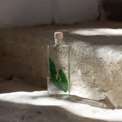 Plante immergée fougère colombienne h17