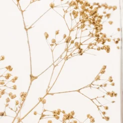 Plante immergée gypsophile or h21