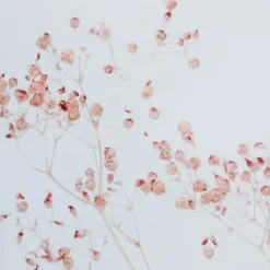 Plante immergée gypsophile poudré h26