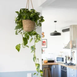 Plante liane dépolluante xxl