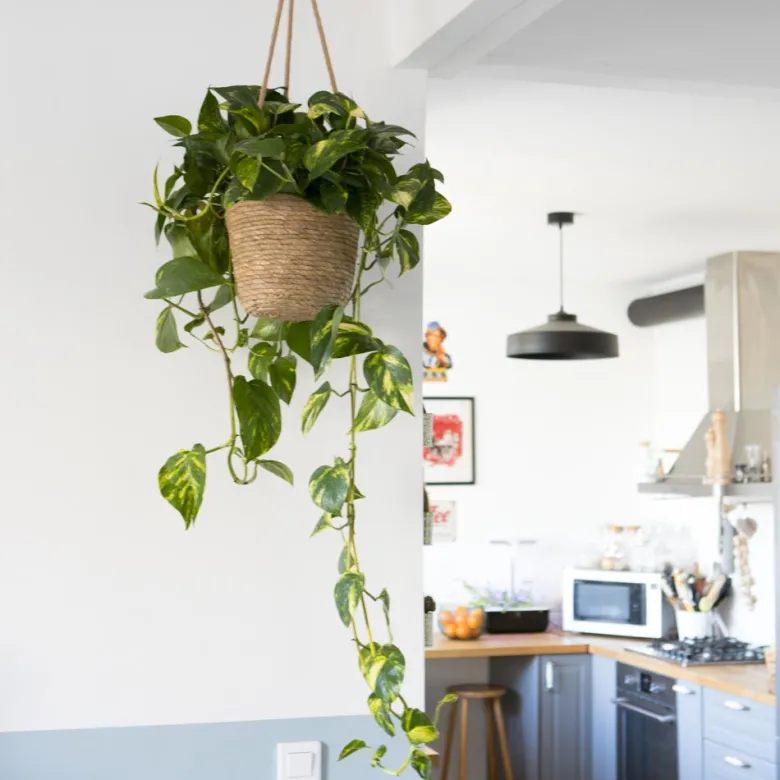 Plante liane dépolluante xxl