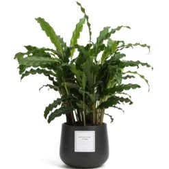 Plante à message "Viens, on se met au vert !" cache-pot céramique