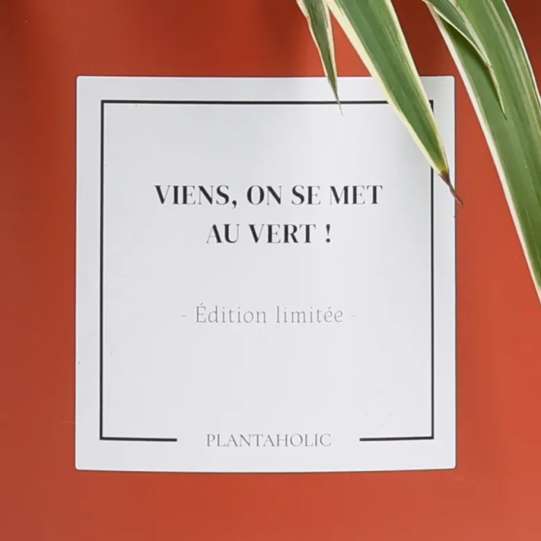 Plante à message "Viens, on se met au vert !" cache-pot céramique