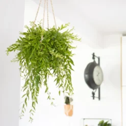 Plante pour suspension : aeschynanthus