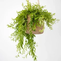 Plante pour suspension : aeschynanthus