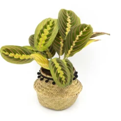 Plante tropicale dépolluante + cache-pot