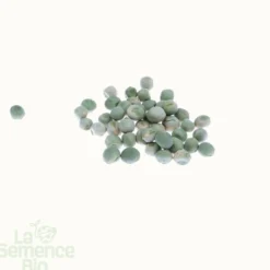 Pois mangetout demi-grimpant ambrosia