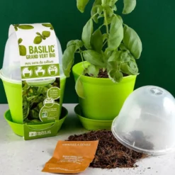 Pot cloche de culture basilic bio