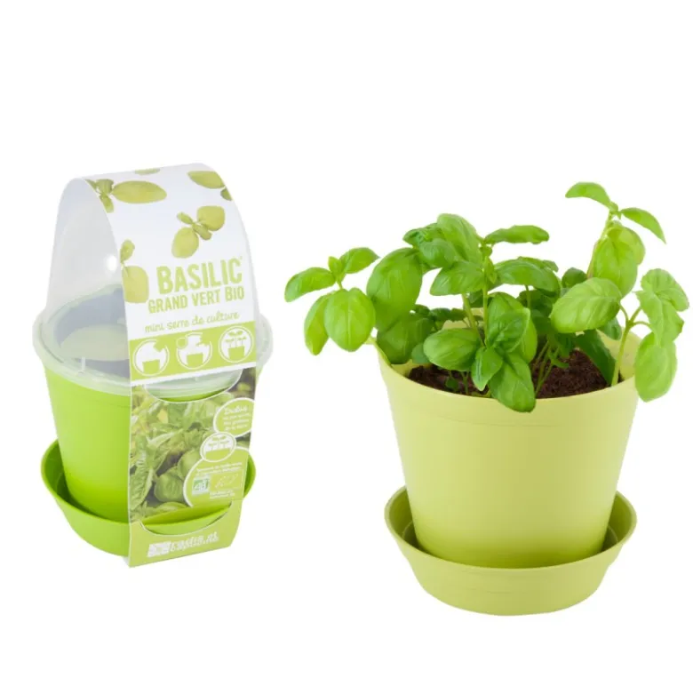 Pot cloche de culture basilic bio