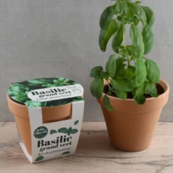 Pot terre cuite - basilic grand vert