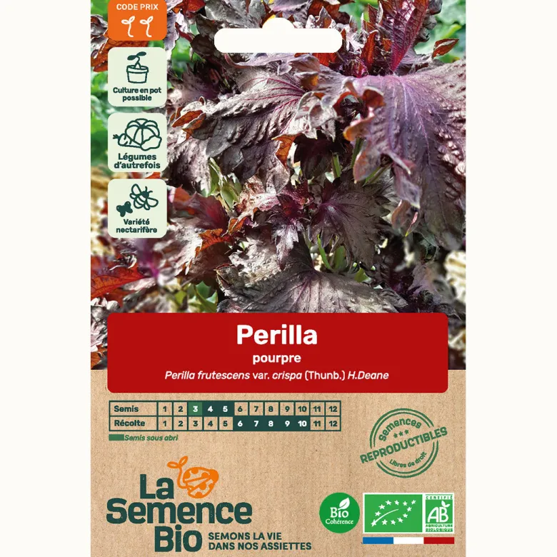 Périlla pourpre - graines bio