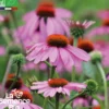 Rudbeckie echinacée bio