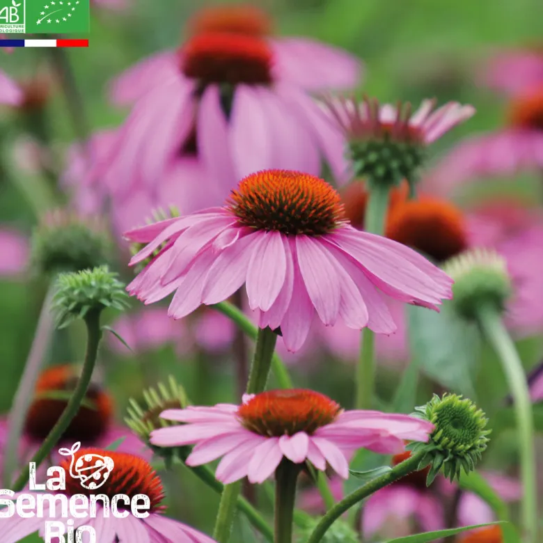 Rudbeckie echinacée bio