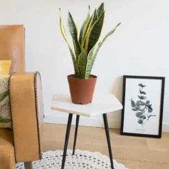 Sansevieria sans cache-pot