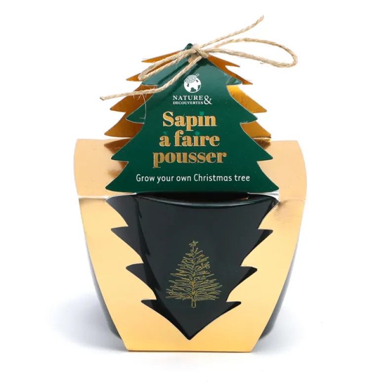 Sapin à faire pousser
