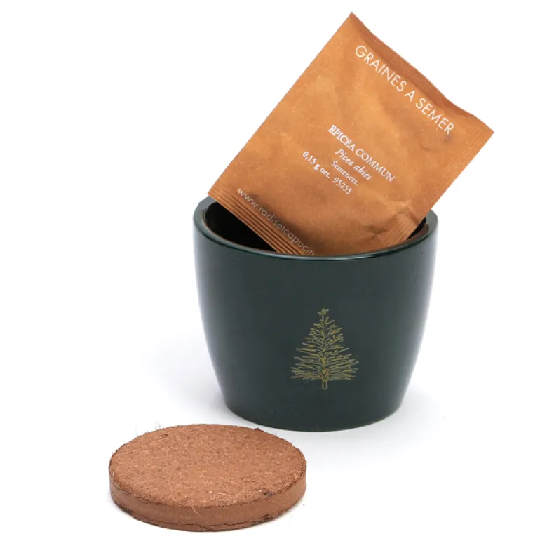 Sapin à faire pousser