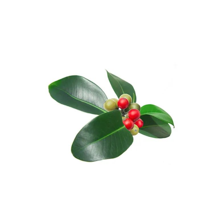 Saro (cinnamosma fragrans) - huile essentielle bio - 10ml garantie chromacert® -