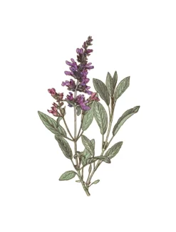 Sauge bio feuille 25g