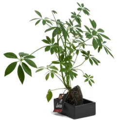 Schefflera Lova plante d'intérieur sur pierre de lave 45 cm