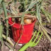 Seau de jardinage rouge pour enfants